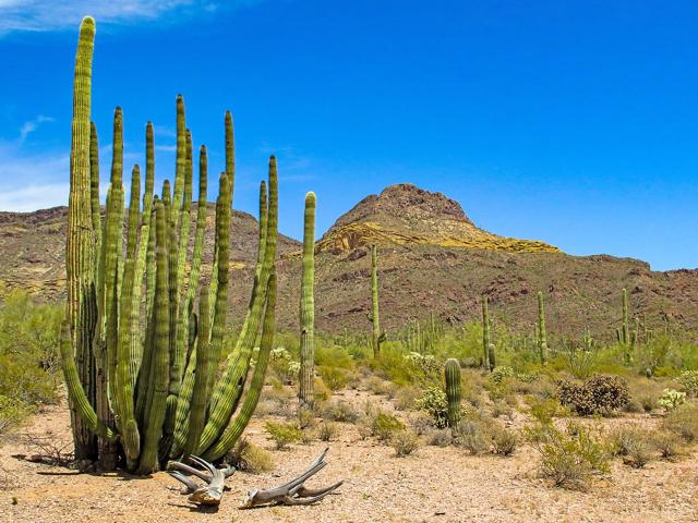 Organ Pipe Cactus National Monument